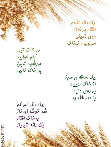 عکس گندم جون