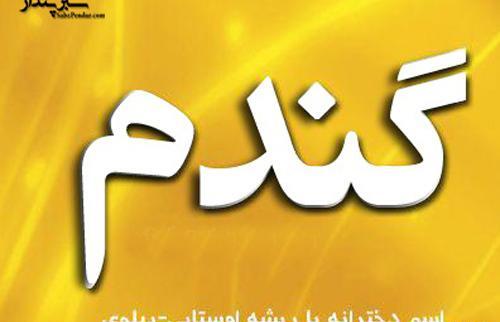 عکس گندم جون