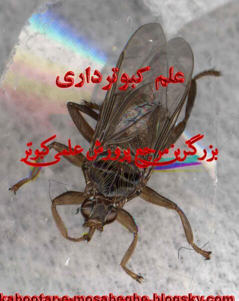 عکس شپش کفتر
