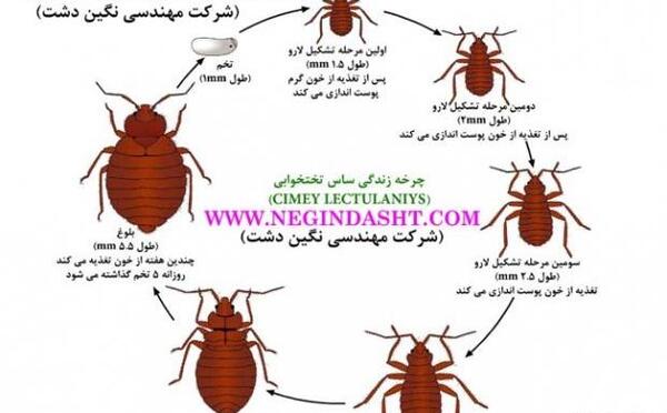 عکس شپش کفتر