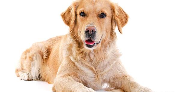 عکس سگ گلدن