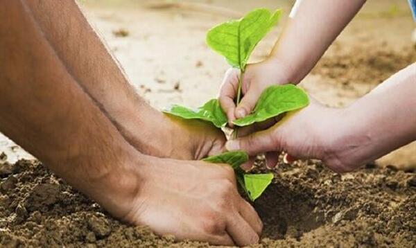 عکس ریه های زمین