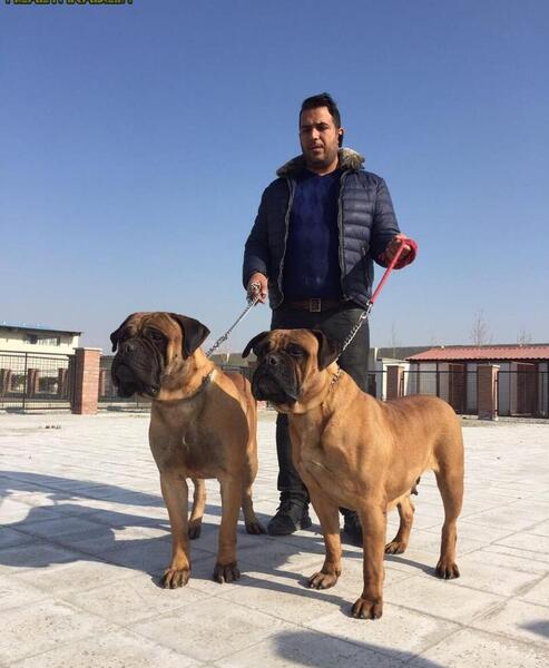 عکس سگ صدف بیوتی