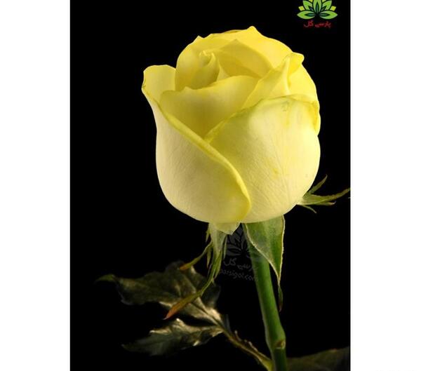 عکس گل رز زرد طبیعی