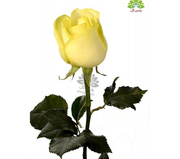 عکس گل رز زرد طبیعی
