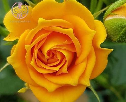 عکس گل رز زرد طبیعی