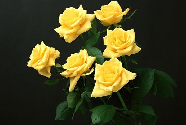 عکس گل رز زرد طبیعی