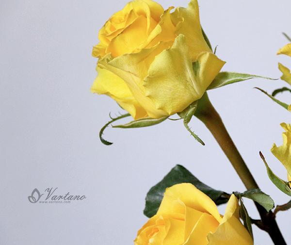 عکس گل رز زرد طبیعی