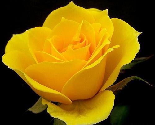 عکس گل رز زرد طبیعی