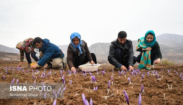 عکس روستای زعفران