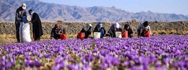 عکس روستای زعفران