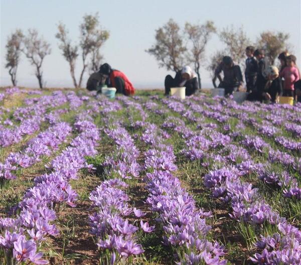 عکس روستای زعفران