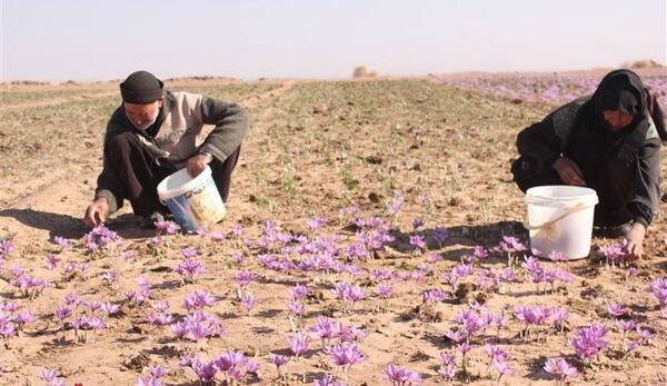 عکس روستای زعفران