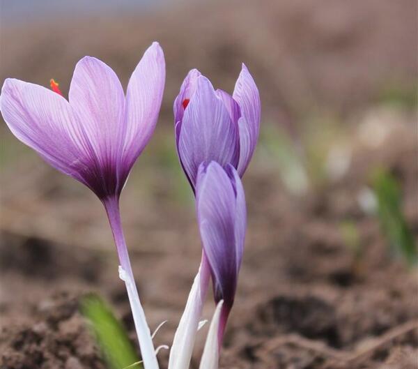 عکس روستای زعفران