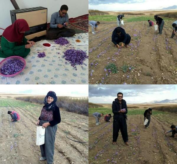 عکس روستای زعفران
