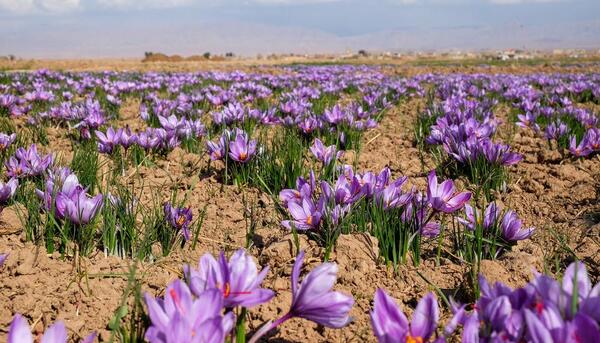 عکس روستای زعفران