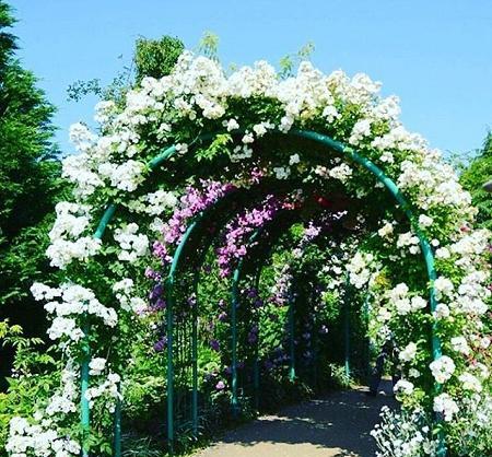 عکس برای پروفایل بهار