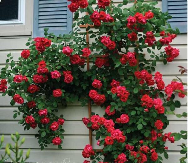 عکس گل رز رونده قرمز