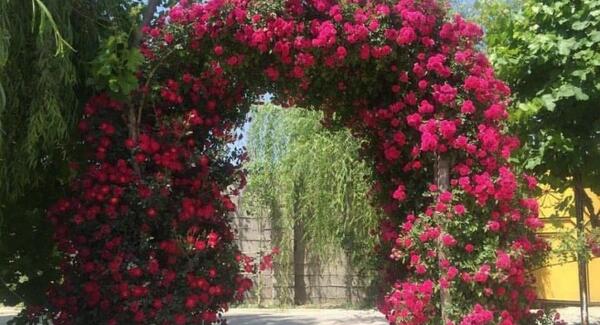 عکس گل رز رونده قرمز