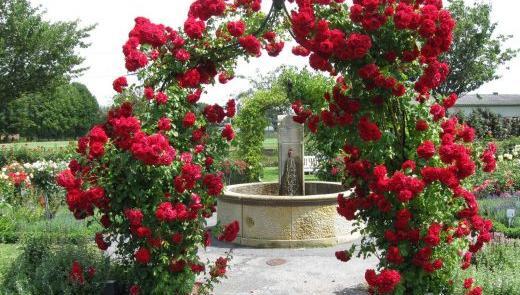 عکس گل رز رونده قرمز