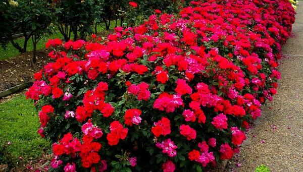 عکس گل رز رونده قرمز