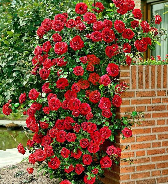 عکس گل رز رونده قرمز
