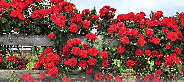 عکس گل رز رونده قرمز