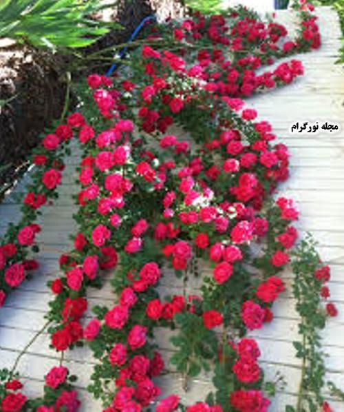 عکس گل رز رونده قرمز