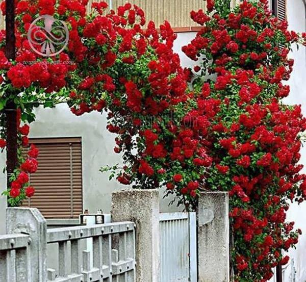 عکس گل رز رونده قرمز