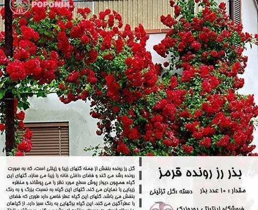 عکس گل رز رونده قرمز