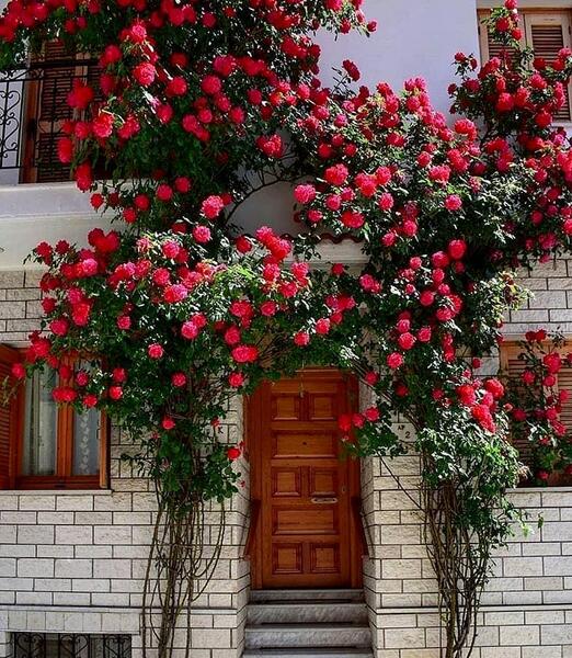 عکس گل رز رونده قرمز
