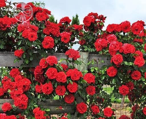 عکس گل رز رونده قرمز
