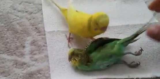 عکس طوطی مرده