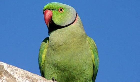 عکس طوطی مرده