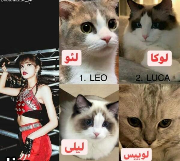 عکس گربه لیسا