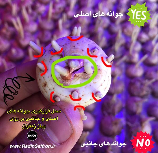 عکس جوانه زعفران