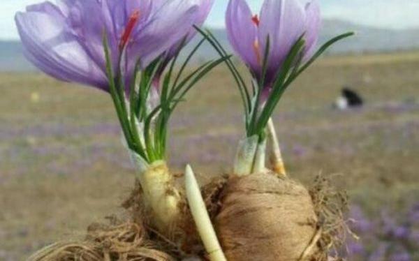 عکس جوانه زعفران