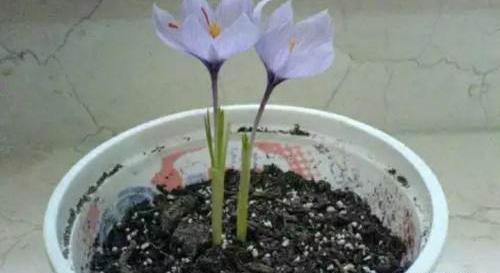 عکس جوانه زعفران