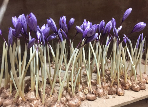 عکس جوانه زعفران