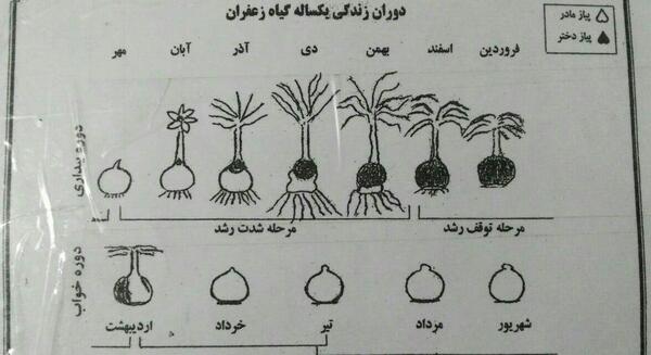 عکس جوانه زعفران