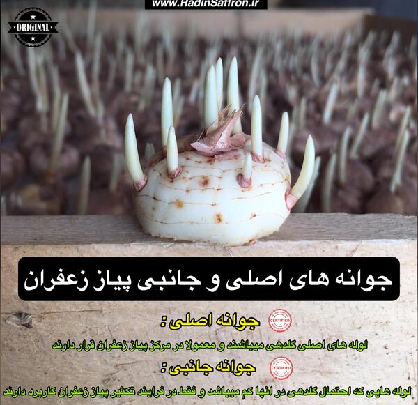 عکس جوانه زعفران