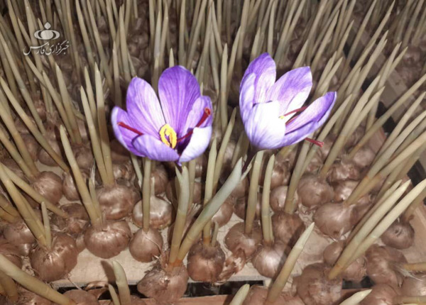 عکس جوانه زعفران