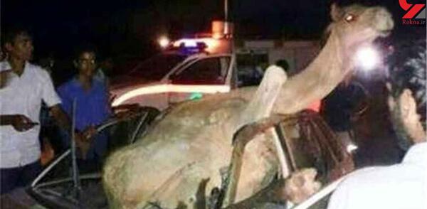 عکس شتر عجیب