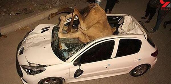 عکس شتر عجیب