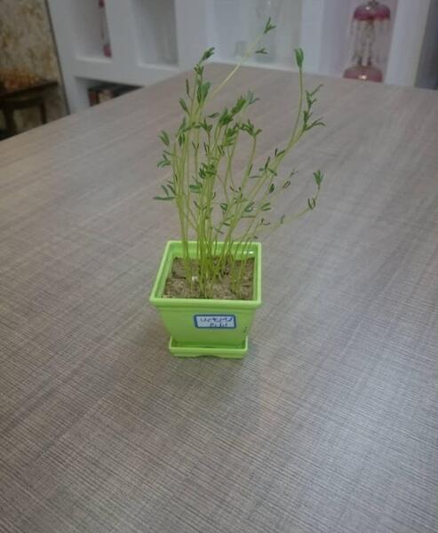 عکس کاشت نهال دانش آموزان