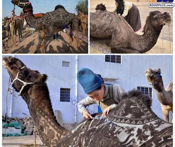 عکس شتر برای طراحی