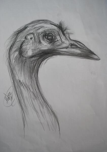 عکس شتر برای طراحی
