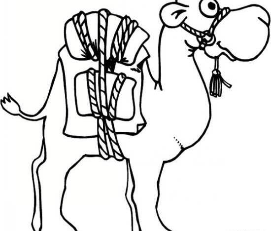 عکس شتر برای طراحی