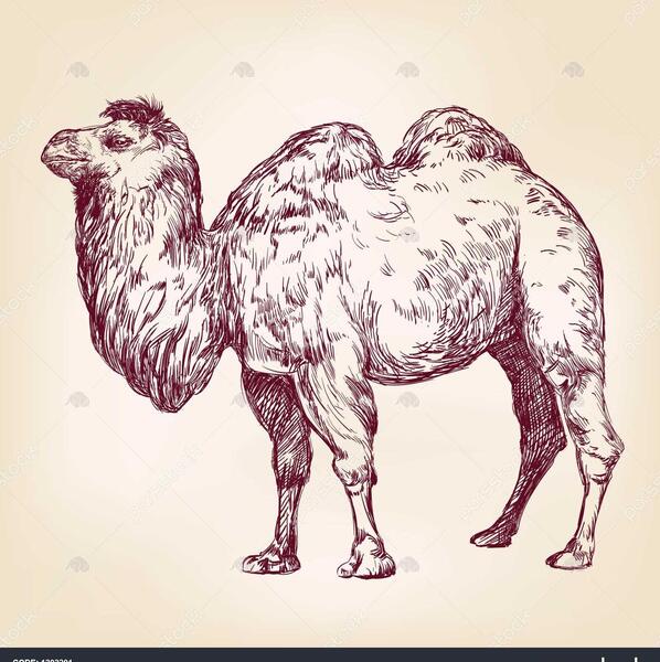 عکس شتر برای طراحی
