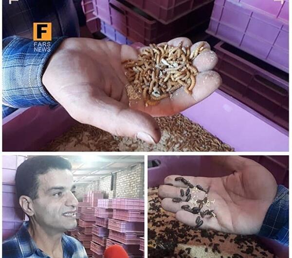 عکس سوسک زرد